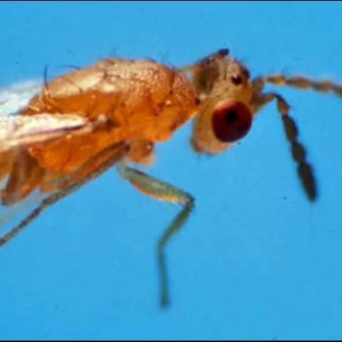 thumbnail for publication: Parasitoid of the Citrus Leafminer, Cirrospilus ingenuus Gahan (Insecta: Hymenoptera: Eulophidae)